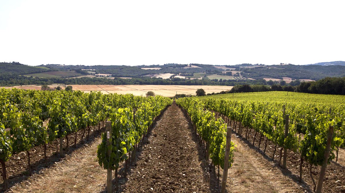 AntinoriFamily's tweet photo. Adesso a Pian delle Vigne. Nella terra del Brunello | Right now in #PiandelleVigne estate. In the Brunello's territory. #Antinorievolution https://t.co/CejfMmPRbC