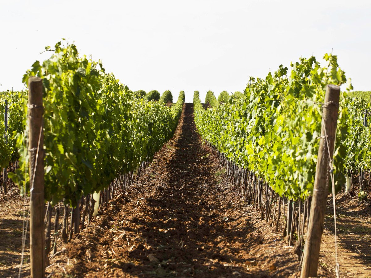 AntinoriFamily's tweet photo. Adesso a Pian delle Vigne. Nella terra del Brunello | Right now in #PiandelleVigne estate. In the Brunello's territory. #Antinorievolution https://t.co/CejfMmPRbC