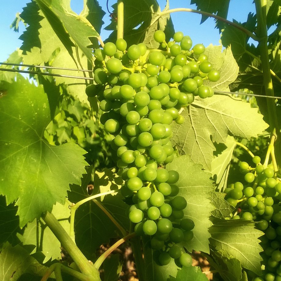 AntinoriFamily's tweet photo. Adesso a Pian delle Vigne. Nella terra del Brunello | Right now in #PiandelleVigne estate. In the Brunello's territory. #Antinorievolution https://t.co/CejfMmPRbC