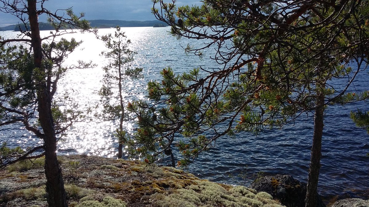 MaaritSiitonen's tweet photo. Perinteinen juhannus Saimaan rannalla😊 #luonteri #kauneintasuomessa https://t.co/EjLtPyTKzP