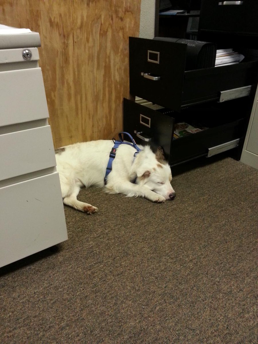 Bring your dog to work day