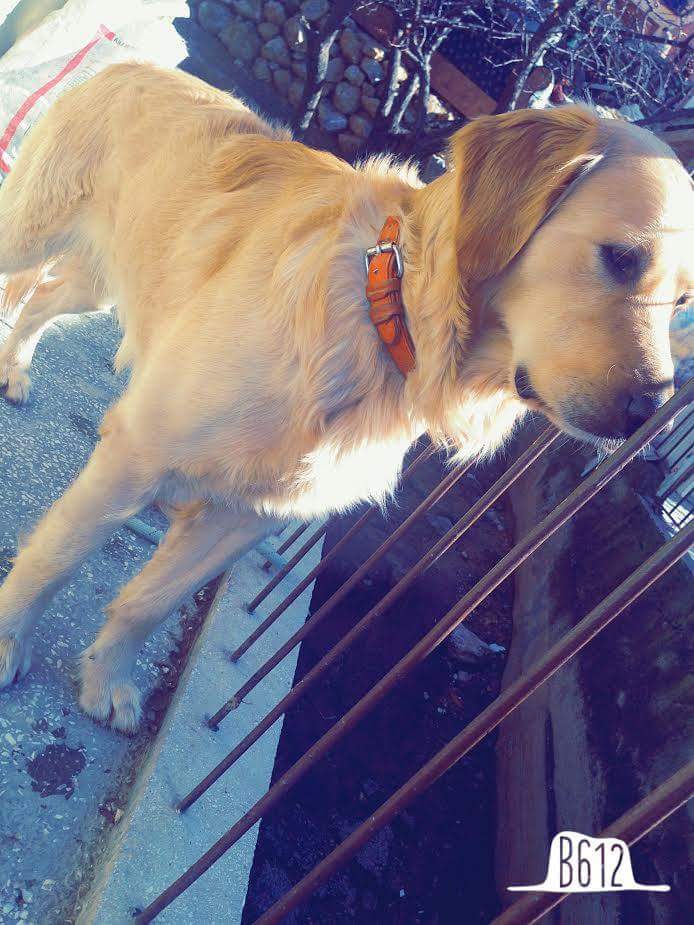 goldengiller's tweet photo. ANKARA / MAMAK PAŞA OĞLUMUZ ÖMÜRLÜK YUVASINI ARIYOR ...

0539 818 49 18

Köpeğime yuva arıyorum Ankara içi! https://t.co/kAuzimKkwd