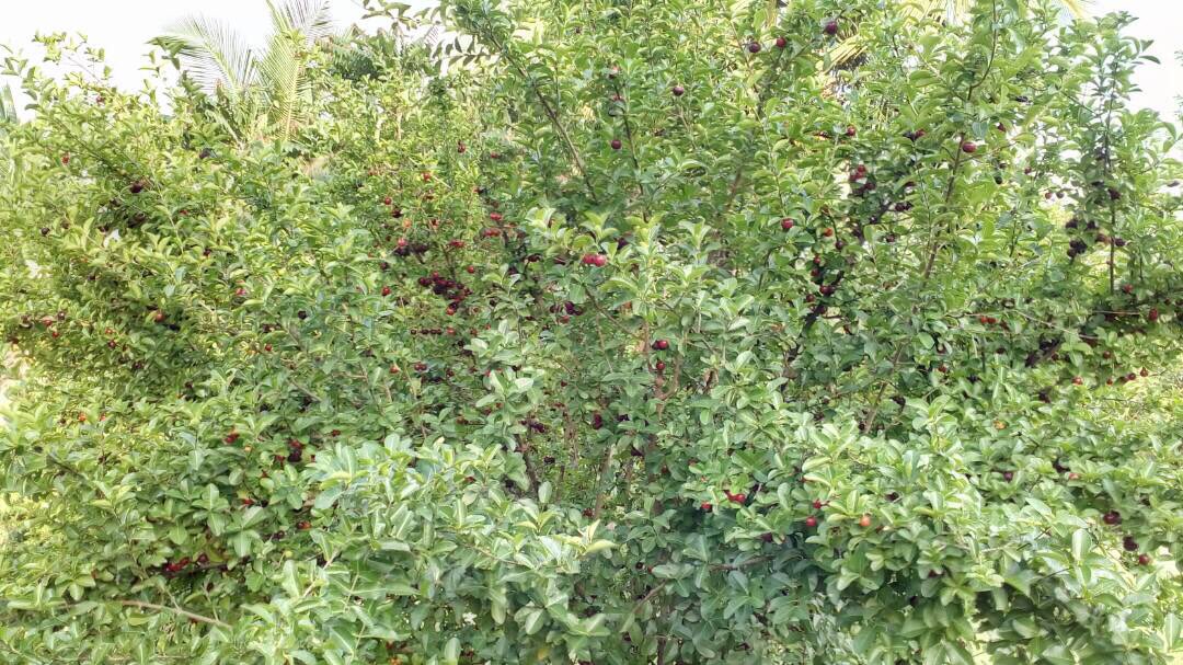 OrganicNaturo's tweet photo. Barbidos Cherry,a unique cherry having 13 times more vitemin c then the https://t.co/7v86q4dETB and rare fruit.

https://t.co/0wpnnSdqnd https://t.co/RqD6ud4n0p