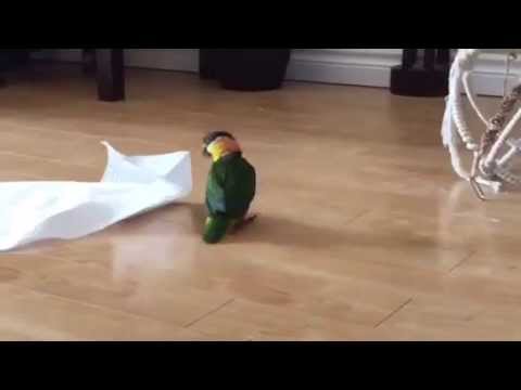 #FridayFeeling makes us as happy as a bird with a paper towel... Trust us, it makes sense. 

goo.gl/5DXcL3