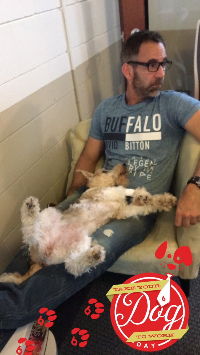 brandonagency's tweet photo. Is it nap time yet? #TakeYourDogToWorkDay #TBAgency https://t.co/1pkFmoAk1J