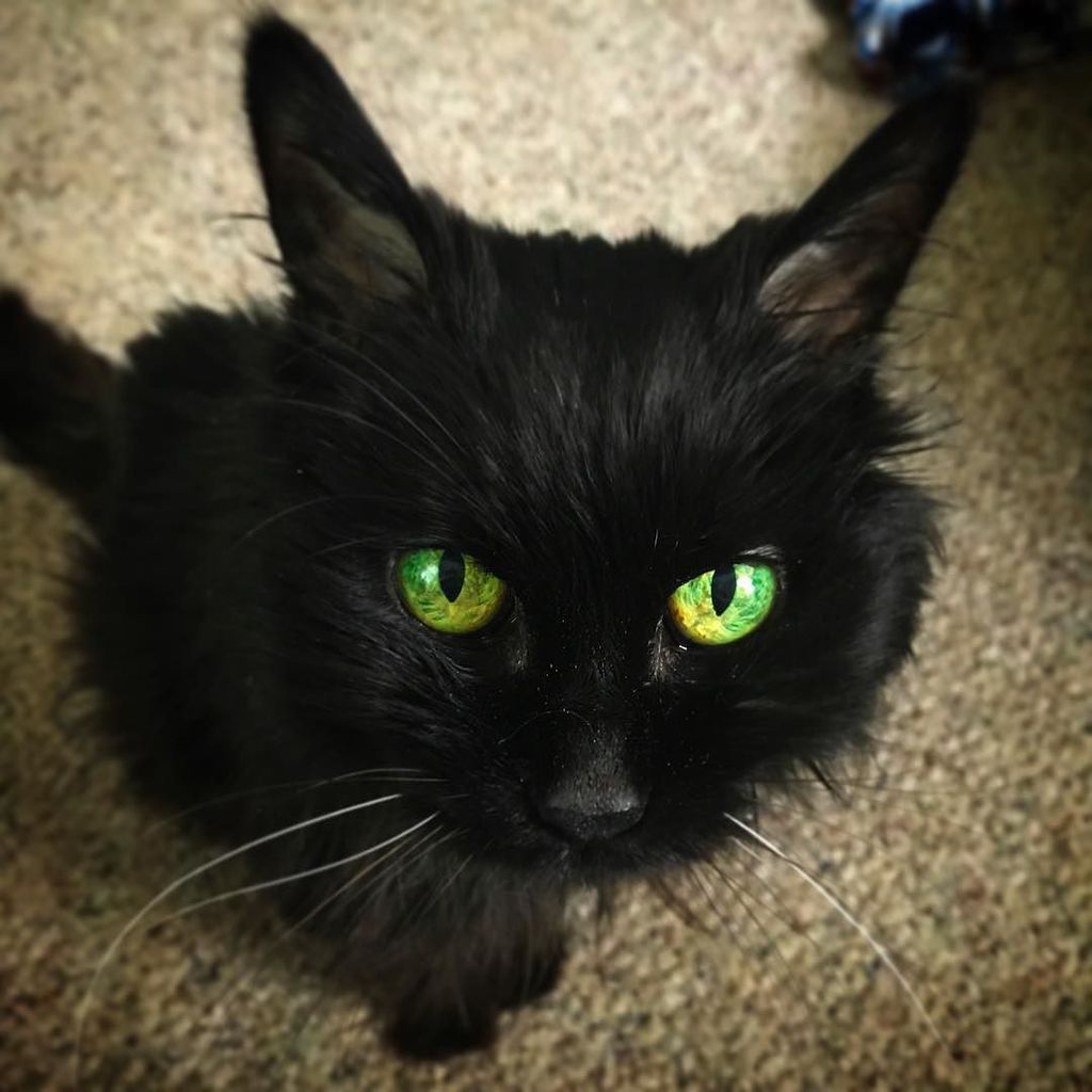 BlueJayCC's tweet photo. This face...muse worthy
#lovethiscat https://t.co/EtDVVJB304 https://t.co/tZ5t19GoAb