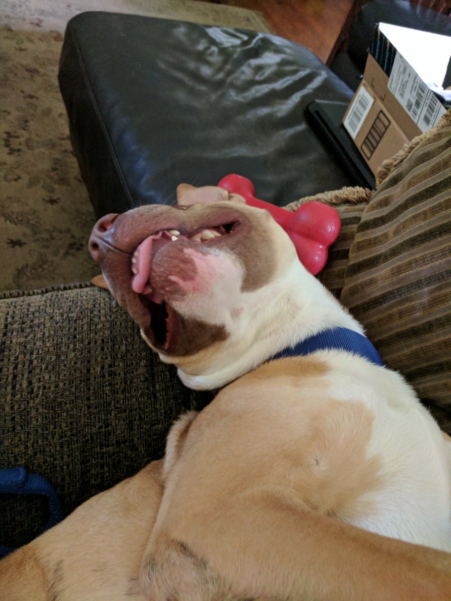 kade_allison's tweet photo. Mose is one h a p p y b o y https://t.co/PC0PgVda7s