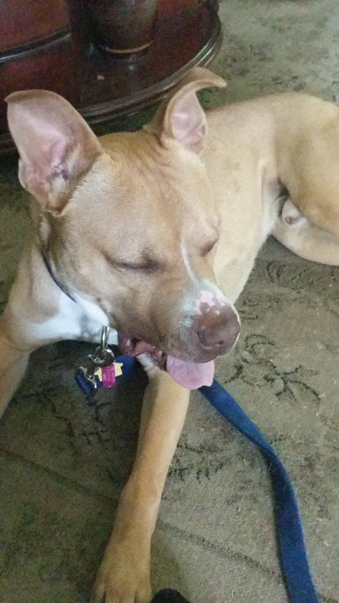kade_allison's tweet photo. Mose is one h a p p y b o y https://t.co/PC0PgVda7s