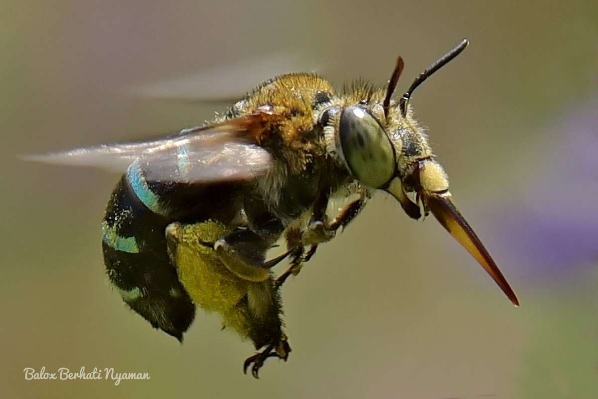 BaloxJc's tweet image. #bee #savebee 
#NikonD750 #105mm 
SS 1/2000s [] F8 [] iSO 750 (auto)
#naturephotography #ManualFocus  #handheld #macro #wildlife #MacroUk