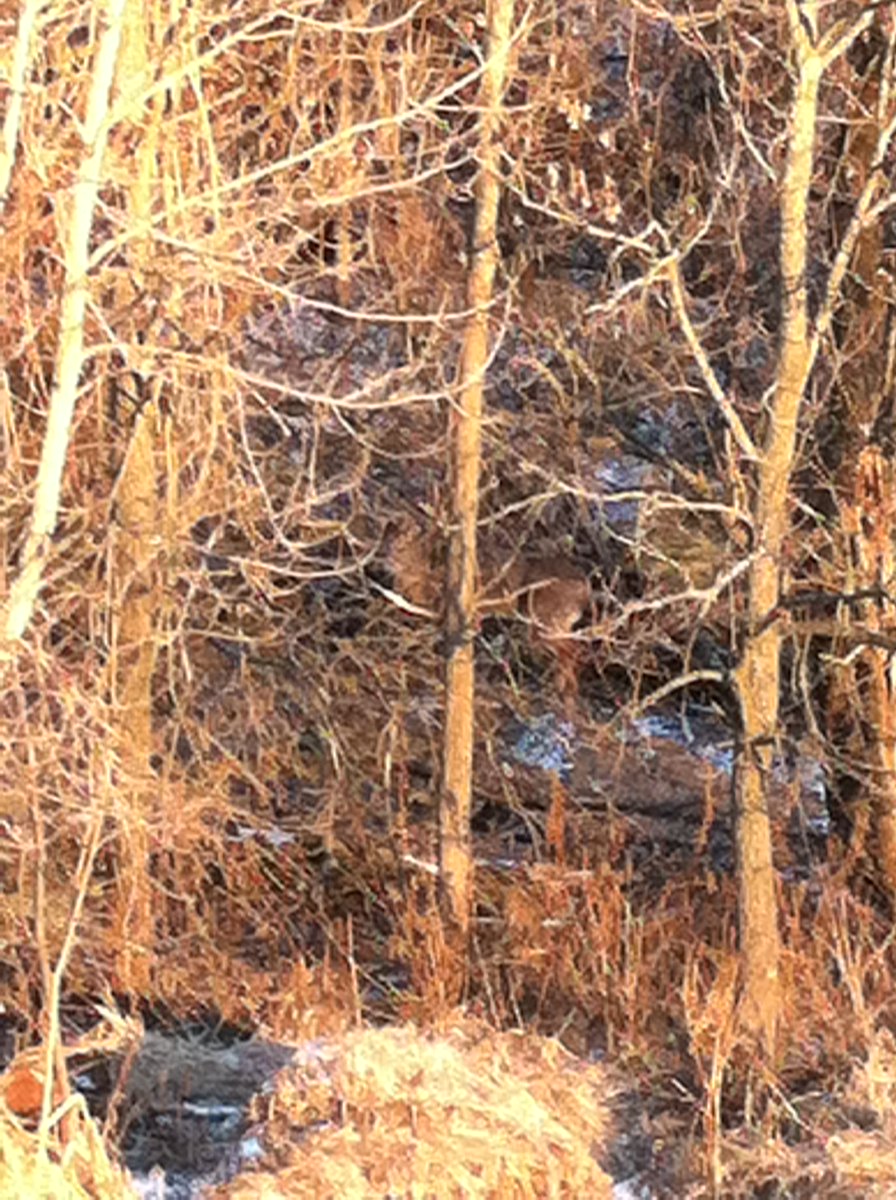 BoneView Official tweet media