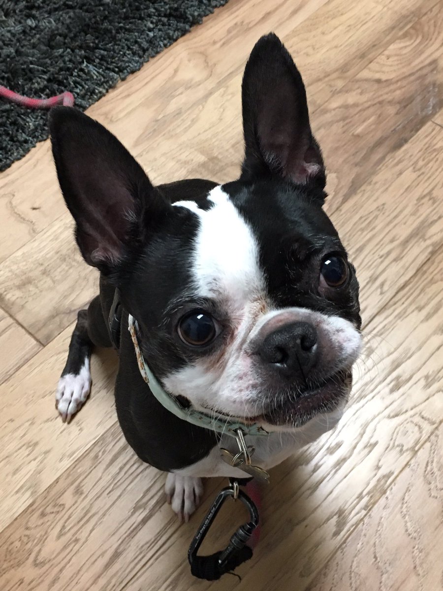 Ms. Pineapple Honeyblossom joined us for a consult this morning. #TakeYourDogToWorkDay