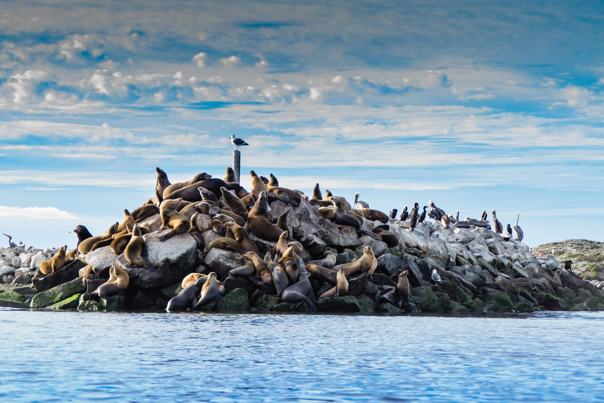 johnephoto's tweet photo. Sea lions at Moss Landing, California #mkephotographer #photography #johnephoto #sealions #california #mosslanding #montereybay https://t.co/hkBexbaJEe