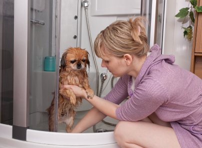 Important Steps To Follow When Bathing Pekingese Dog.Share this to your friends!
youtube.com/watch?v=PrrzyA…

#peke #pekingese #pekes #pekinez