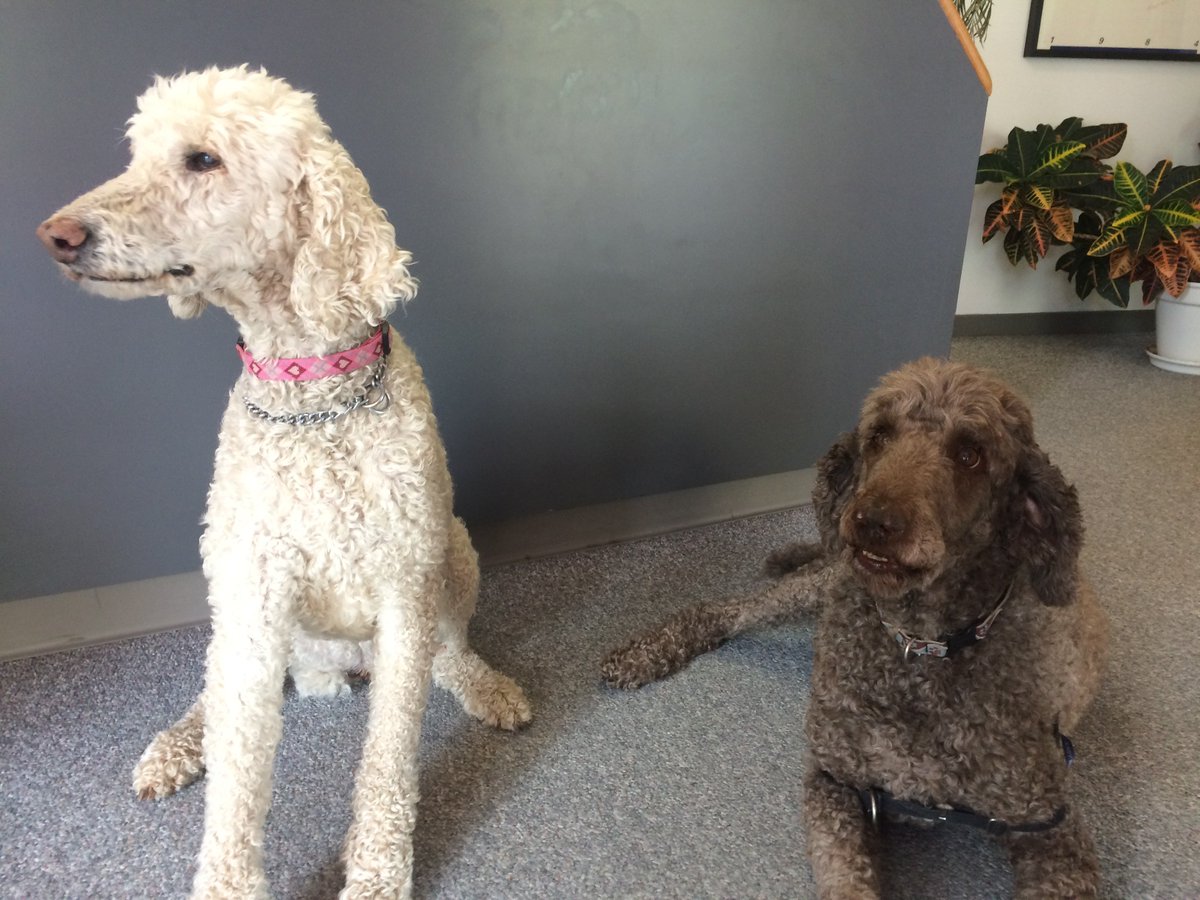 outtheread's tweet photo. Meet Gypsy and Boscoe, the pups who sometimes join us at the office!

#NationalTakeYourDogToWorkDay https://t.co/fDnRAJNlPL