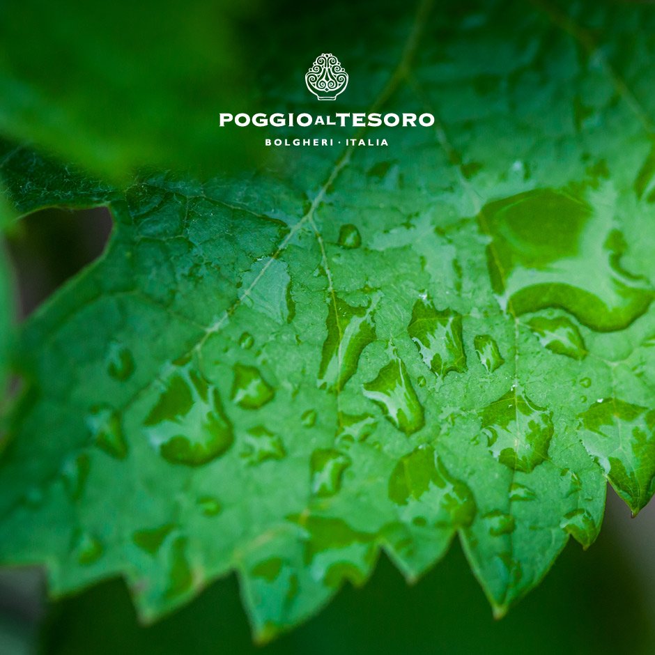 Parole? Non servono.
#poggioaltesoro #bolgheri #toscana #tuscany #natura #nature #emozioni #emotions #beautiful #marvel #meraviglia #green