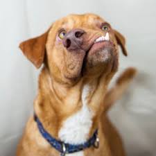 Sometimes I feel like this dog