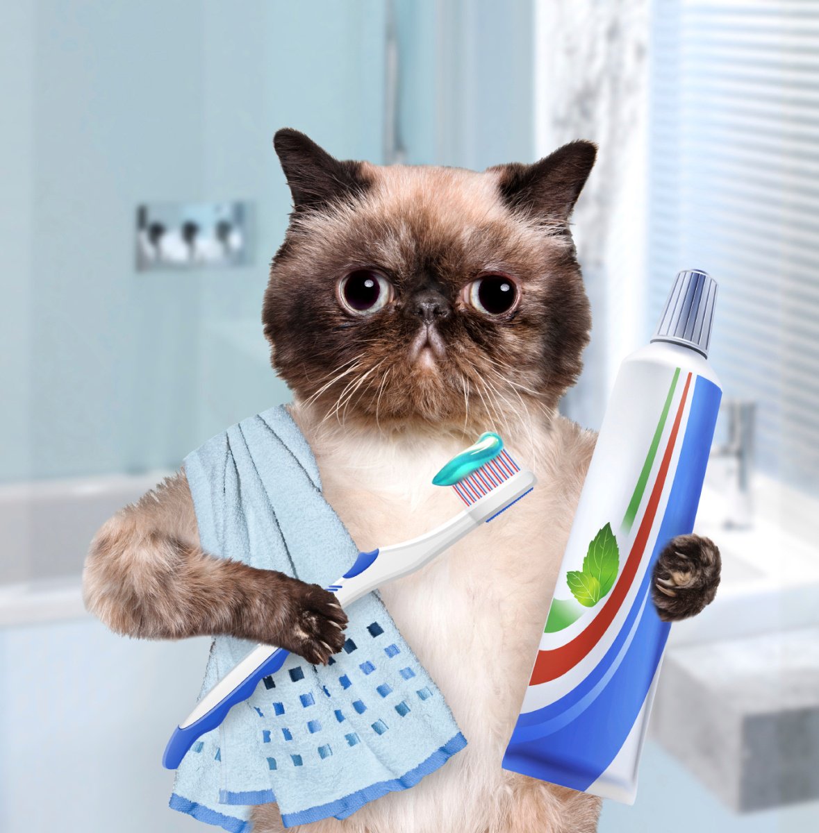 DentalSymphony's tweet photo. CATs: Your new favorite pet https://t.co/AXlvtgqiDI #Dentistry https://t.co/igM4Y8OqQ0