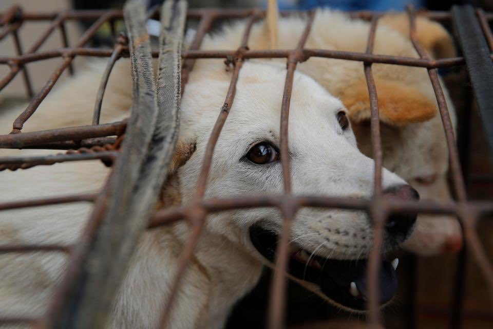 iswmp's tweet photo. We need fosters for Yulin survivors this weekends. Please apply 👉🏼 aleksandra@iswmp.org #saveaflife #istandwithmypack @AHWFoundation https://t.co/Idgv50WEPx