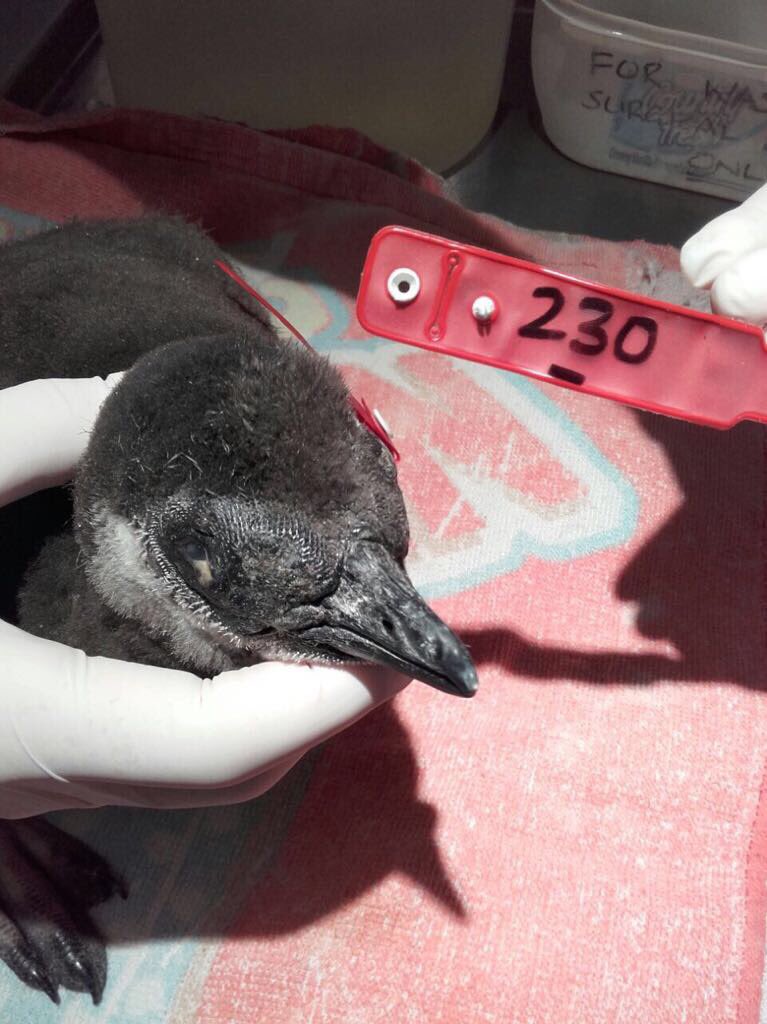 3 chicks rescued by <a href="/BirdLife_SA/">BirdLife South Africa 🇿🇦</a> with signs of Avianpox doing well at <a href="/SANCCOB/">SANCCOB</a>. #teamwork #penguinfieldwork