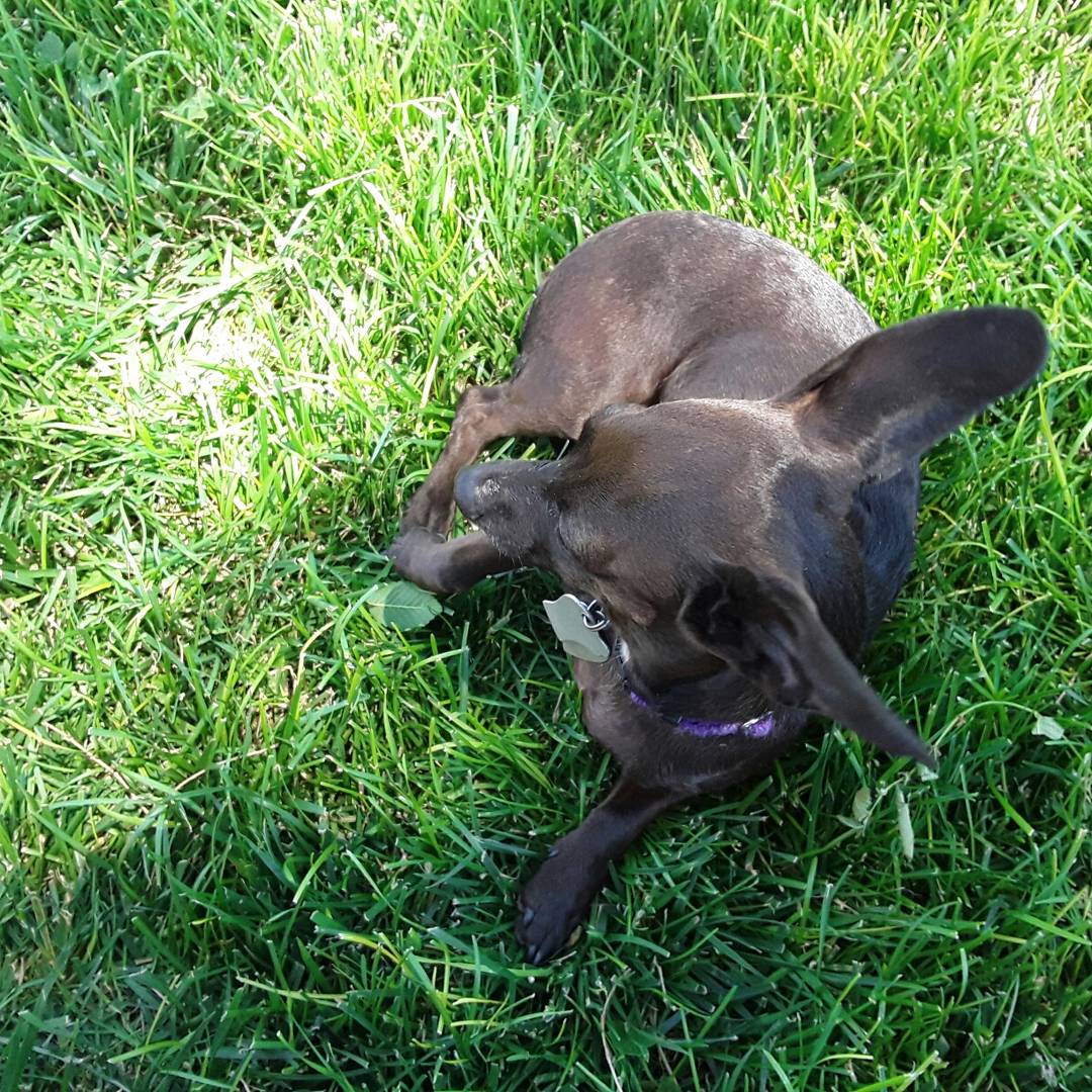 OurFluffyFam's tweet photo. What a #cutie huh? 😍😍 #dogsoftwitter #petsoftwitter #dogsofinstgram #petsofinstgram #fluffybuttsfamily #pixie #chiweenie #muttsofinstagram https://t.co/yjENDWyXMe