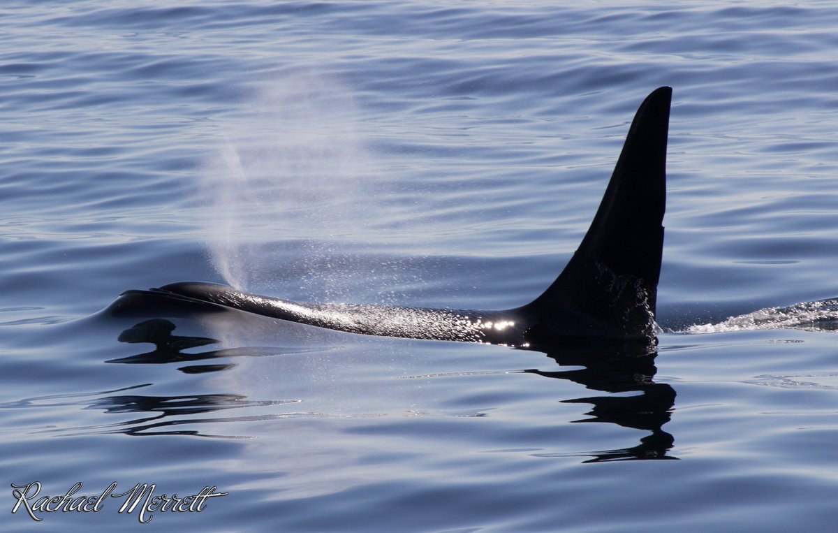 GeorgiaStraitBC's tweet photo. Orcas, like other whales, have special mucous in their lungs that prevents their lungs from collapsing after a deep dive.
#OrcaMonthBC https://t.co/MsyZD6SgjF