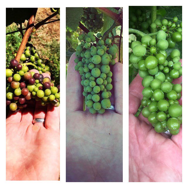 Vintages '15, '16, '17 of #NielsonVineyard #PinotNoir within 2-3 days of each other. Hand model @JNagyWine