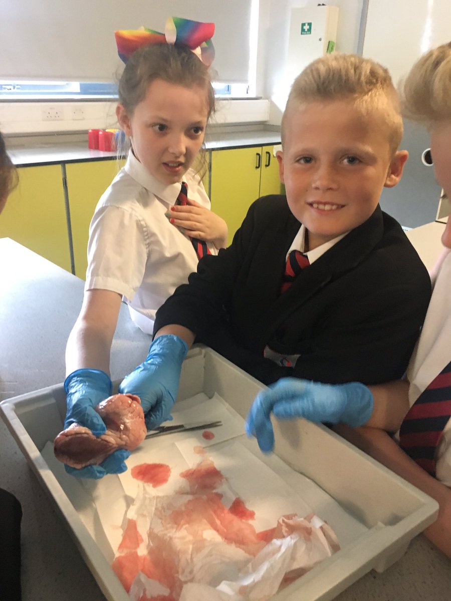 NSMrTarpey's tweet photo. Y5CT - Inspiring the Biologists, Doctors, Surgeons and Vets of tomorrow! @ Castleview Children were fantastic! They loved it!! #nsprimary https://t.co/KV8KOrei9g