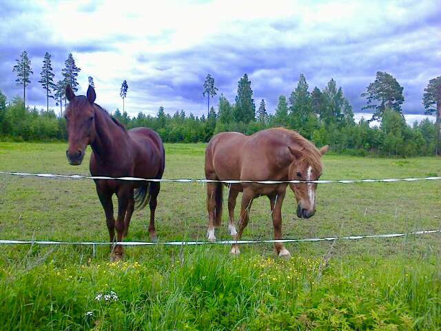 jonesipila's tweet photo. Onko hevosten aika pakko töllistellä juhannuslenkkeilijää ja sitten heti näyttää omaa vauhtiaan? #kypsyys #arvostus https://t.co/nO3iBTnGnF