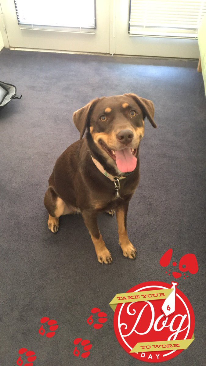 brandonagency's tweet photo. Lily has arrived in Charlotte! Dad got first shift of #TakeYourDogToWorkDay and now it's mom's turn! #agencylife #TBAgency https://t.co/4WD96bmAoQ