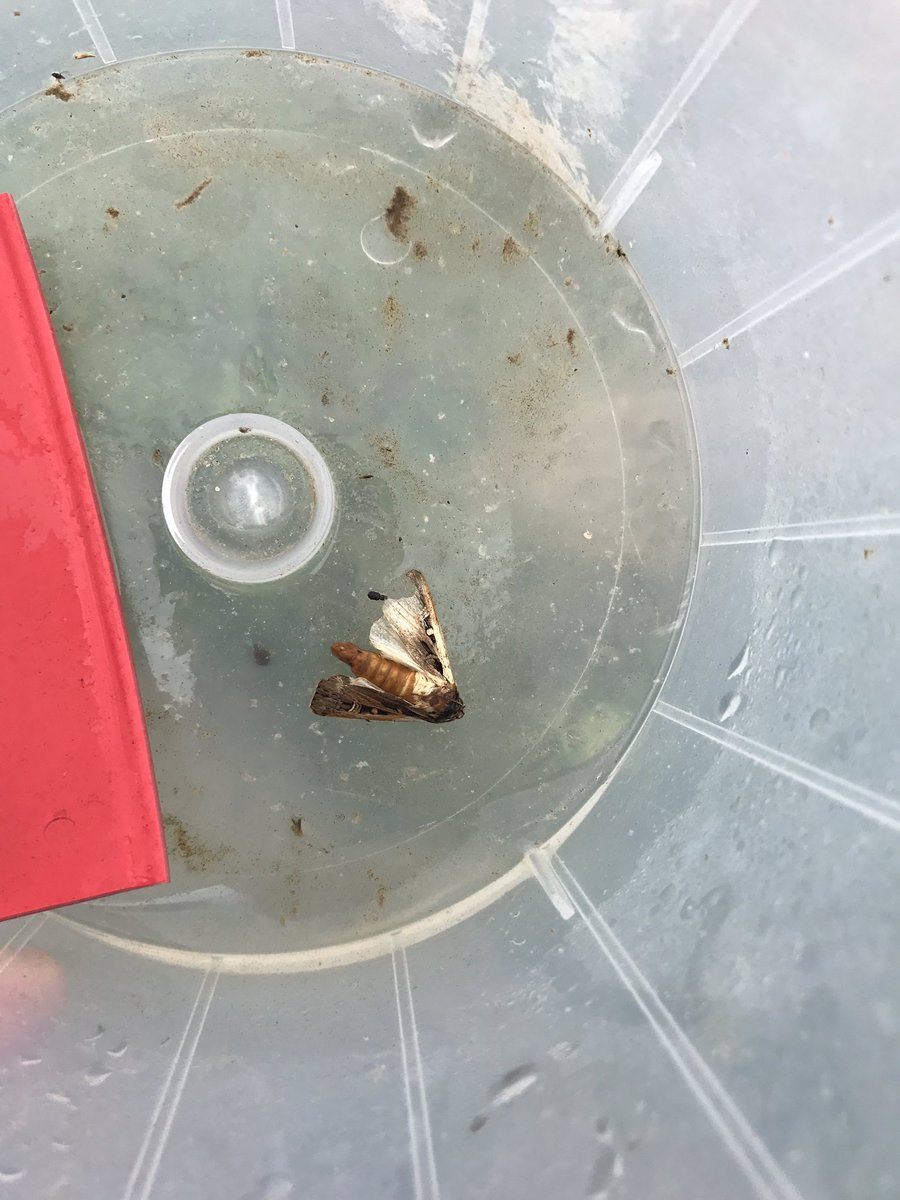 Brian Early tweet media