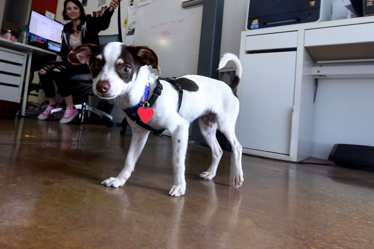 stevekrohn's tweet photo. Cute Pictures of Dogs Our Readers Brought to Work https://t.co/MvYANx3z79 https://t.co/I4LHe3JXBI