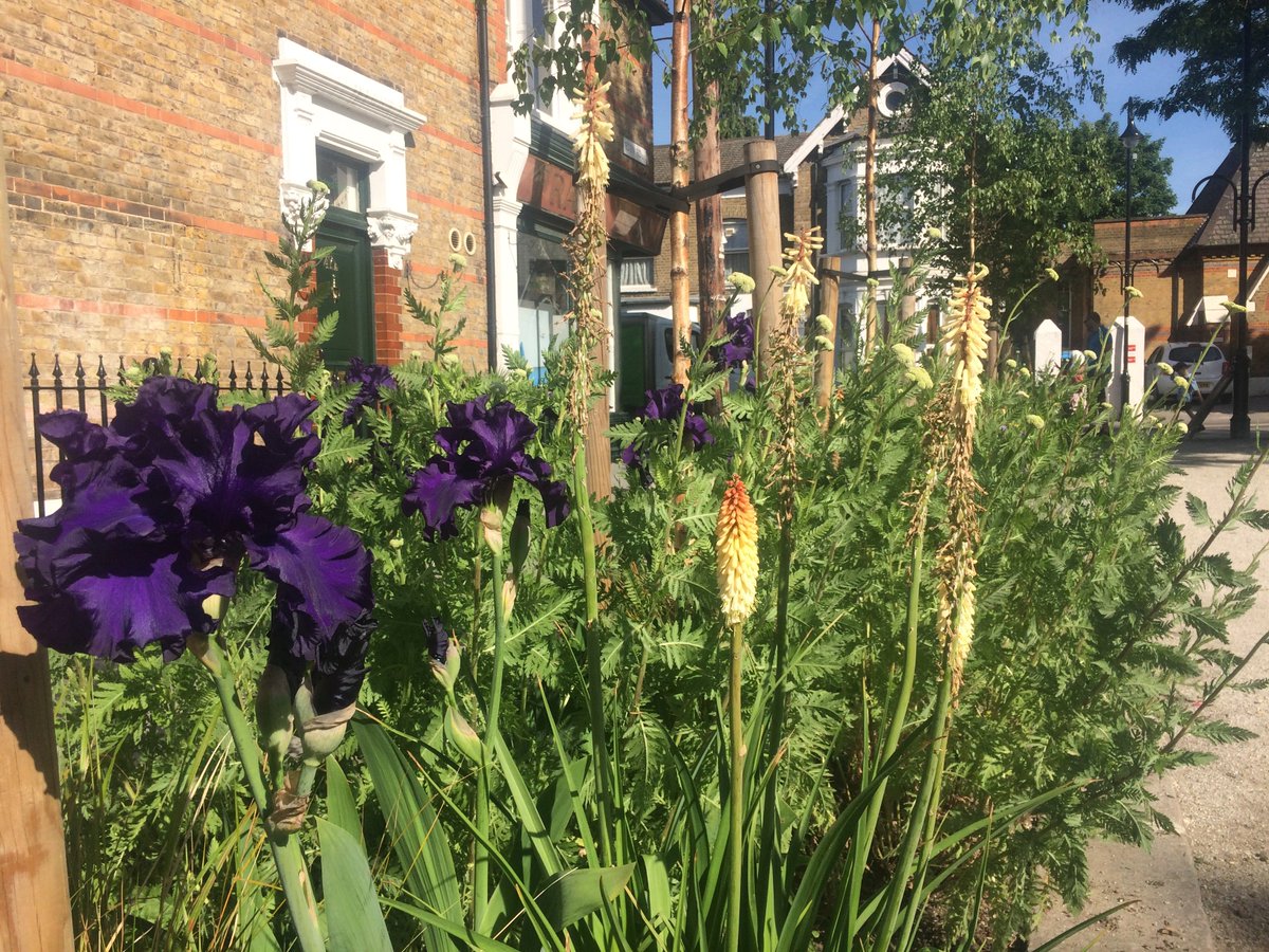 AnalogPuss's tweet photo. We're seeing growing numbers of residents out planting up their streets and forming new friendships with neighbours thanks 2 #wfminiholland https://t.co/LweknGBlGb