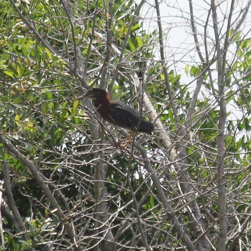 Taterpugz's tweet photo. #Birdwatching in #Navarre ❤🐦❤
#greenheron #snowyegrets #floridasoftshellturtle 🐢 #naturetherapy https://t.co/QhQ3VattxV