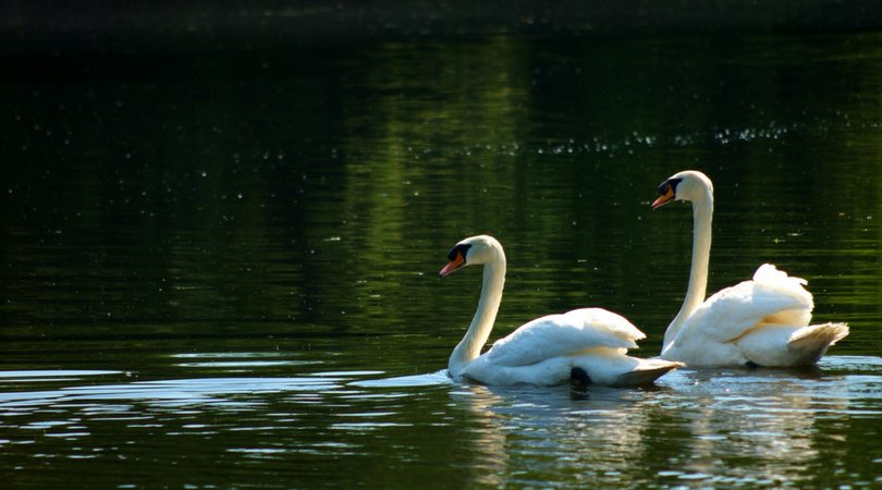 ottawacity's tweet photo. Have a family picnic w/ royalty - the Royal Swans that is! Join us as they get released Saturday at Brantwood Park. https://t.co/967yiUrB1x https://t.co/e8FNHnuagB