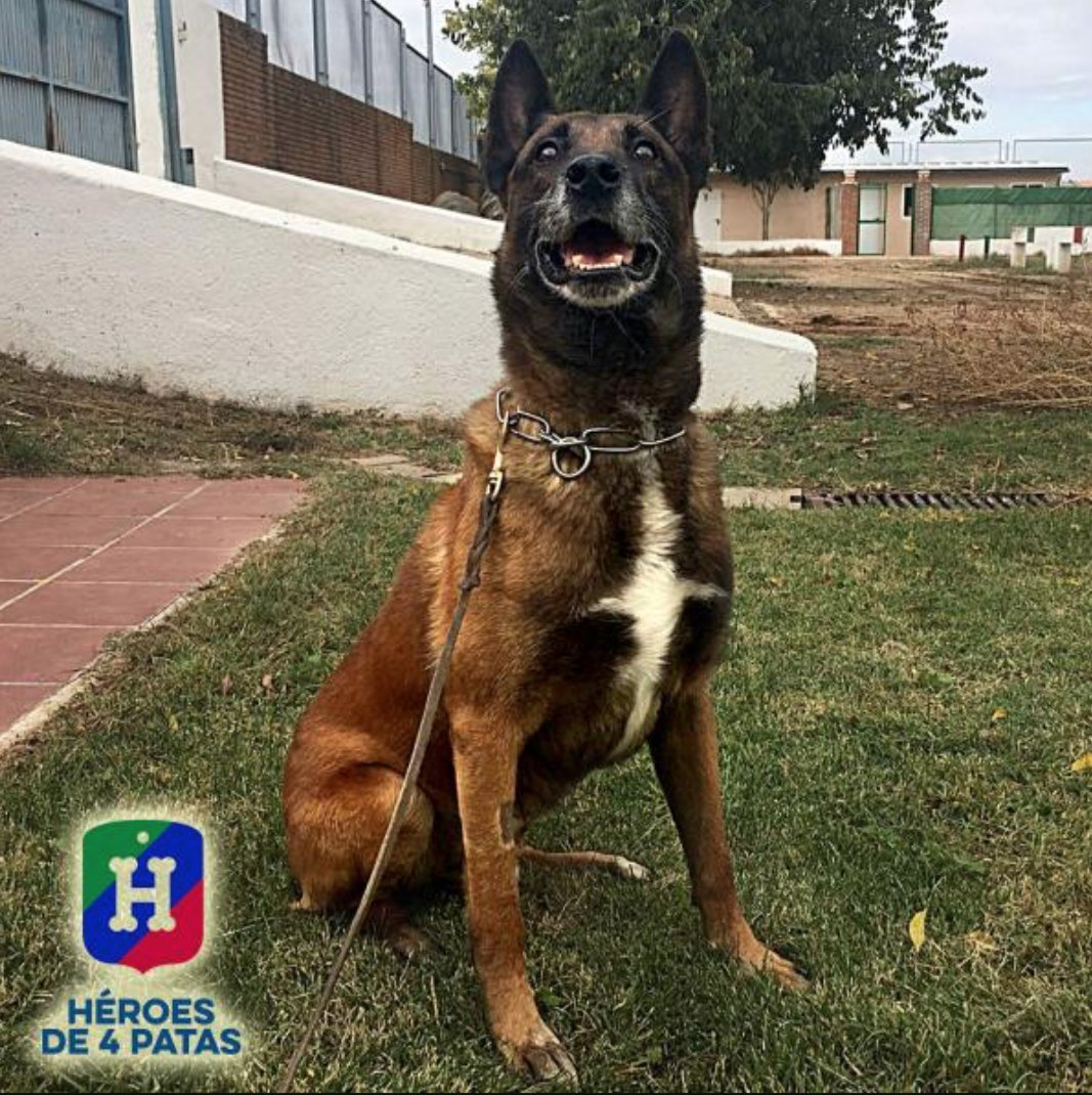 Este es Phanton🐾, un agente🐕 noble que busca un hogar🏡 donde poder correr, jugar y descansar #adoptaunjubilado👉🏻 heroesde4patas.org/ficha-86