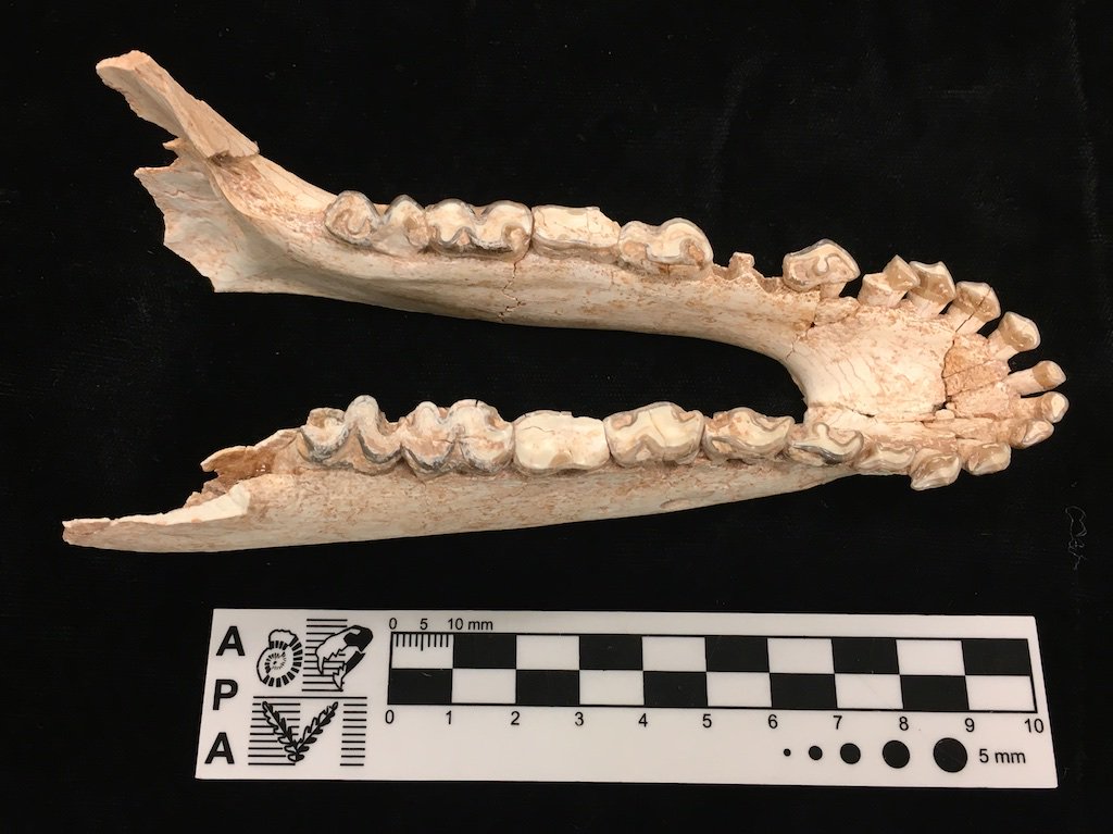 dcpaleo's tweet photo. #FossilFriday Beautiful #Miocene #Litoptern mandible from #Bolivia - manuscript in process with @ucsantabarbara grad student Andrew McGrath! https://t.co/x7DjASbJfp