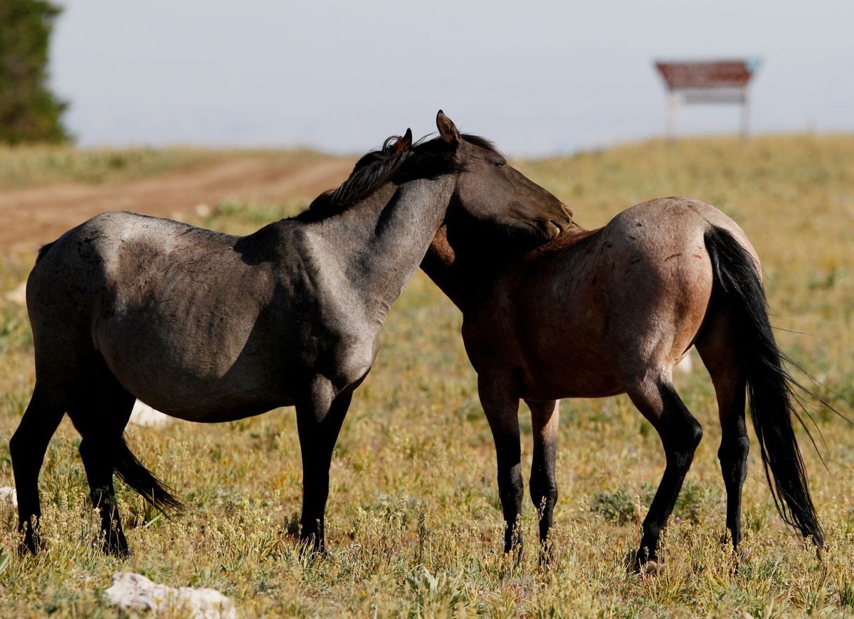 ReturnToFreedom's tweet photo. Memo to @SecretaryZinke: A humane management tool for #wildhorses is made -- and is working -- in your home state: https://t.co/ktun9eVUBO https://t.co/3uRPH10p7g