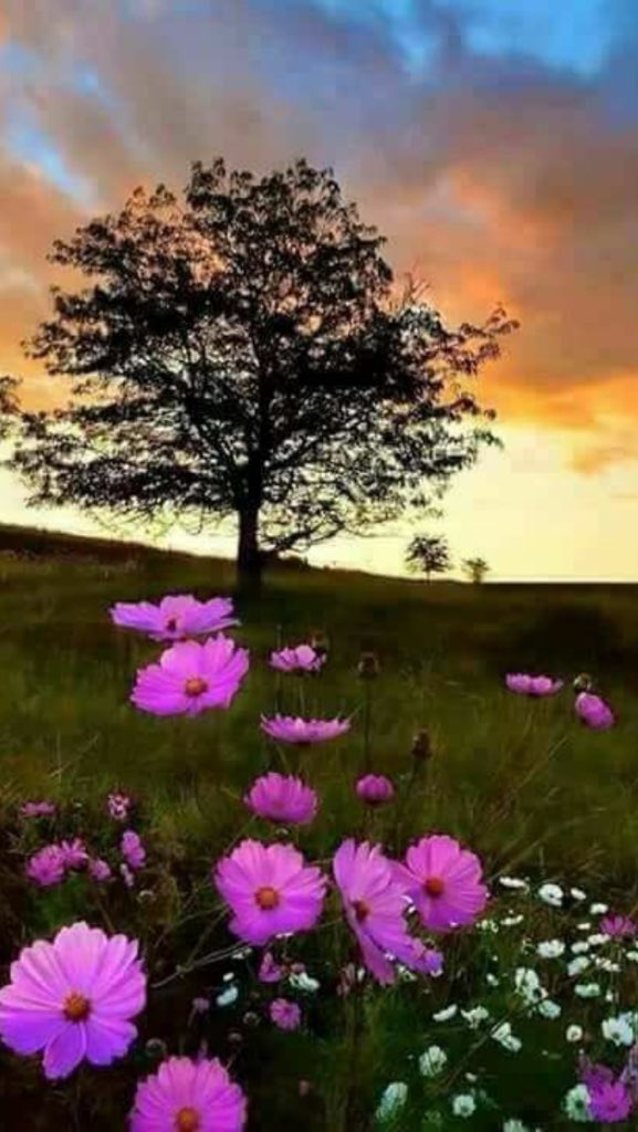 ORCI_deGon's tweet photo. @sandarwai Thank you Maria... Happy Weekend to you. 🌷🍃🐝 https://t.co/b42I0xSK7j