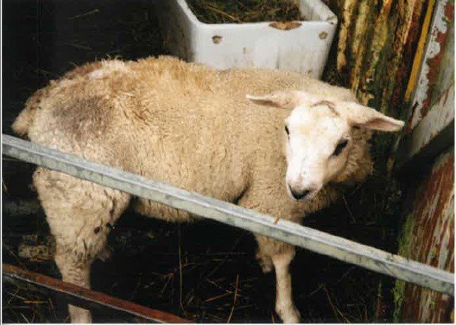 **APPEAL** Sheep theft, Satley 1-3 June. Moses, a blind, pet sheep has been reported stolen from a farm.Any info? CRI00061497 <a href="/FarmWatcherUK/">FarmWatcherUK</a>
