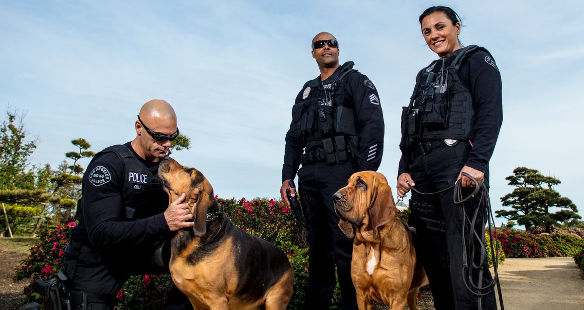 LAPDHQ's tweet photo. #LAPD wishes Happy National #BringYourDogToWorkDay! For units such as our @LAPDGND K-9, that's everyday! 🐕👮 https://t.co/EgkzZjd6d2