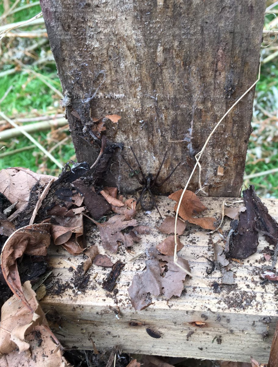 BPSinBloom's tweet photo. We've had lots of volunteers in our garden this week! As well as a happy snail called George and a HUGE spider!🕷#OurBloom
@BoothferryPS https://t.co/z49MwtPMUN