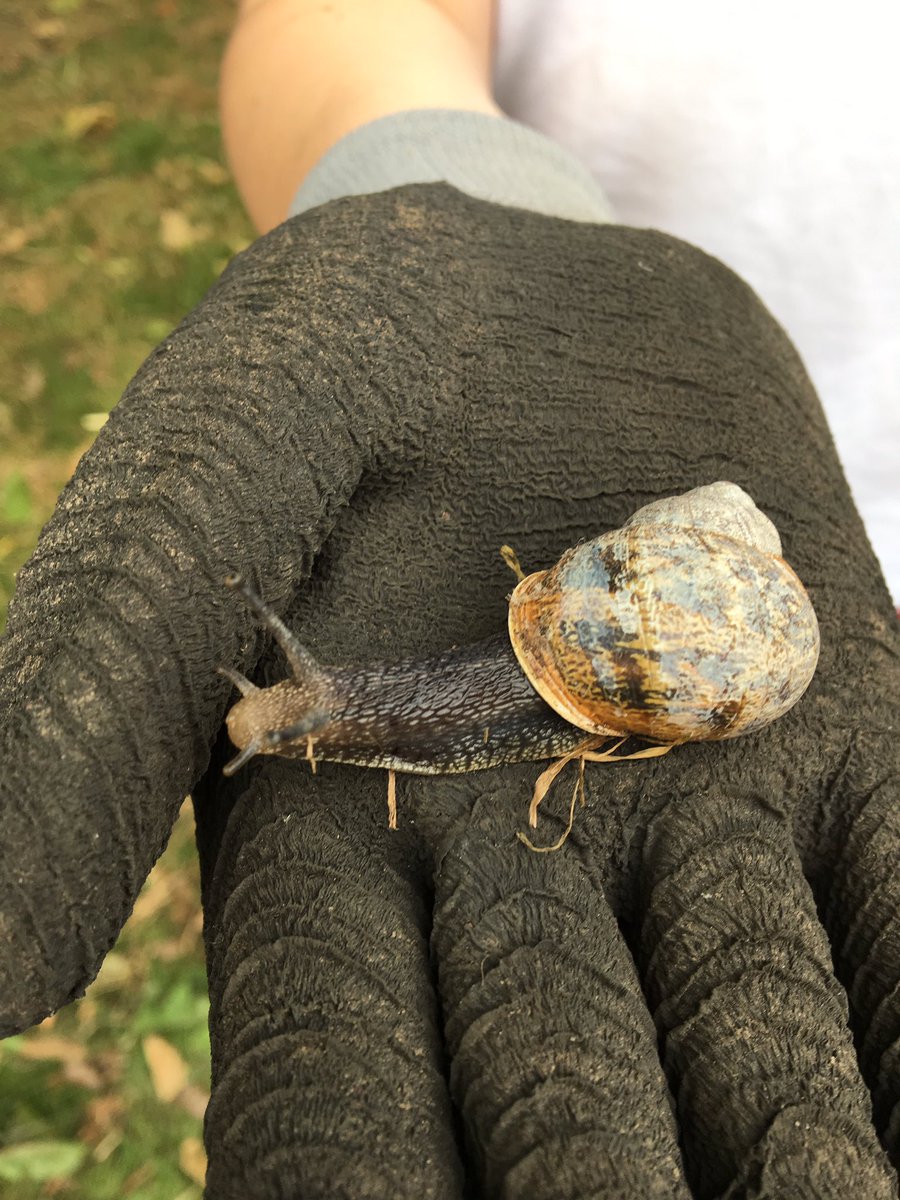 BPSinBloom's tweet photo. We've had lots of volunteers in our garden this week! As well as a happy snail called George and a HUGE spider!🕷#OurBloom
@BoothferryPS https://t.co/z49MwtPMUN