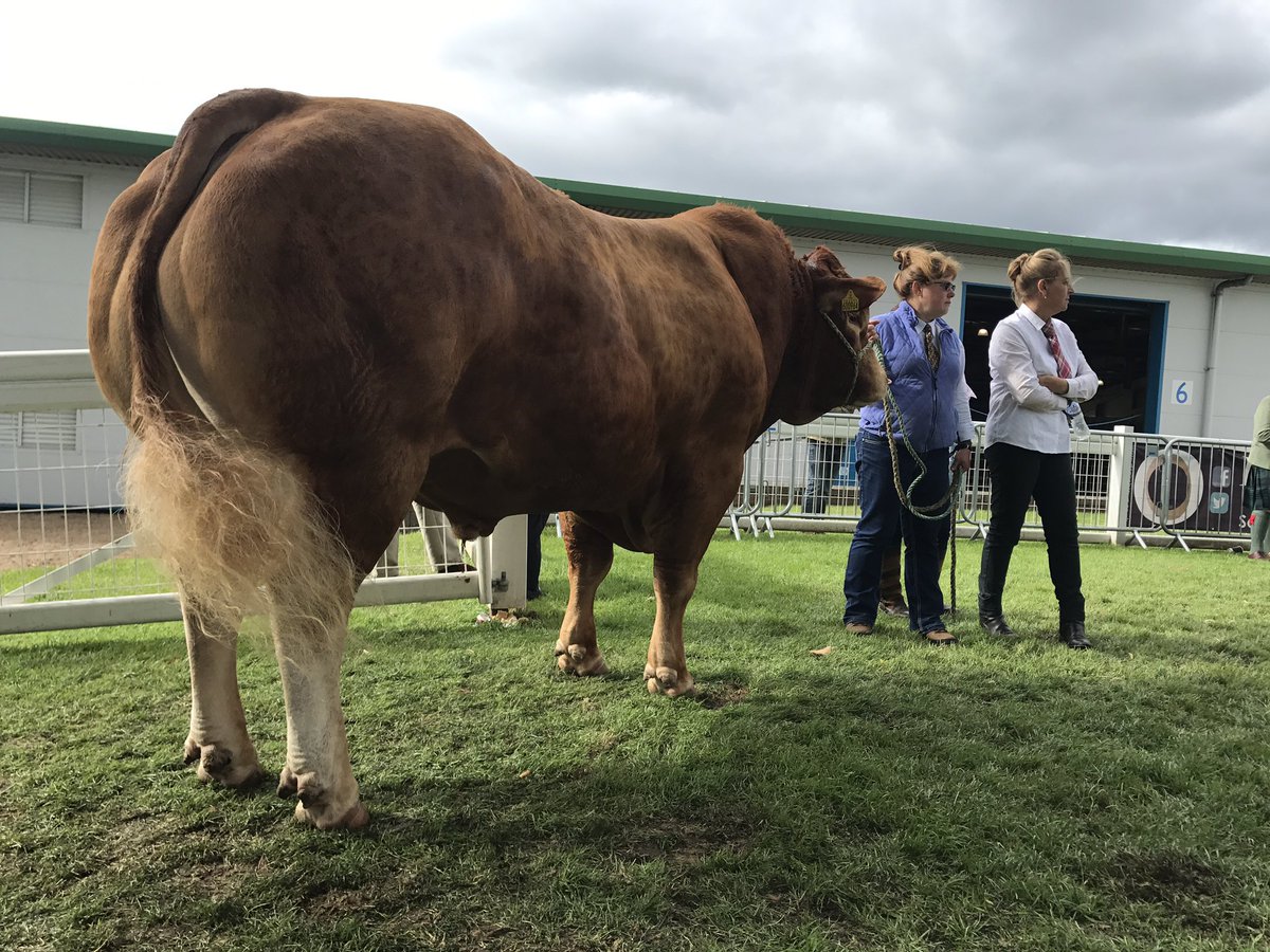 CrossbillGin's tweet photo. Some big boys at the highland show yesterday 👌💪👍 https://t.co/S8BpmmCdWx