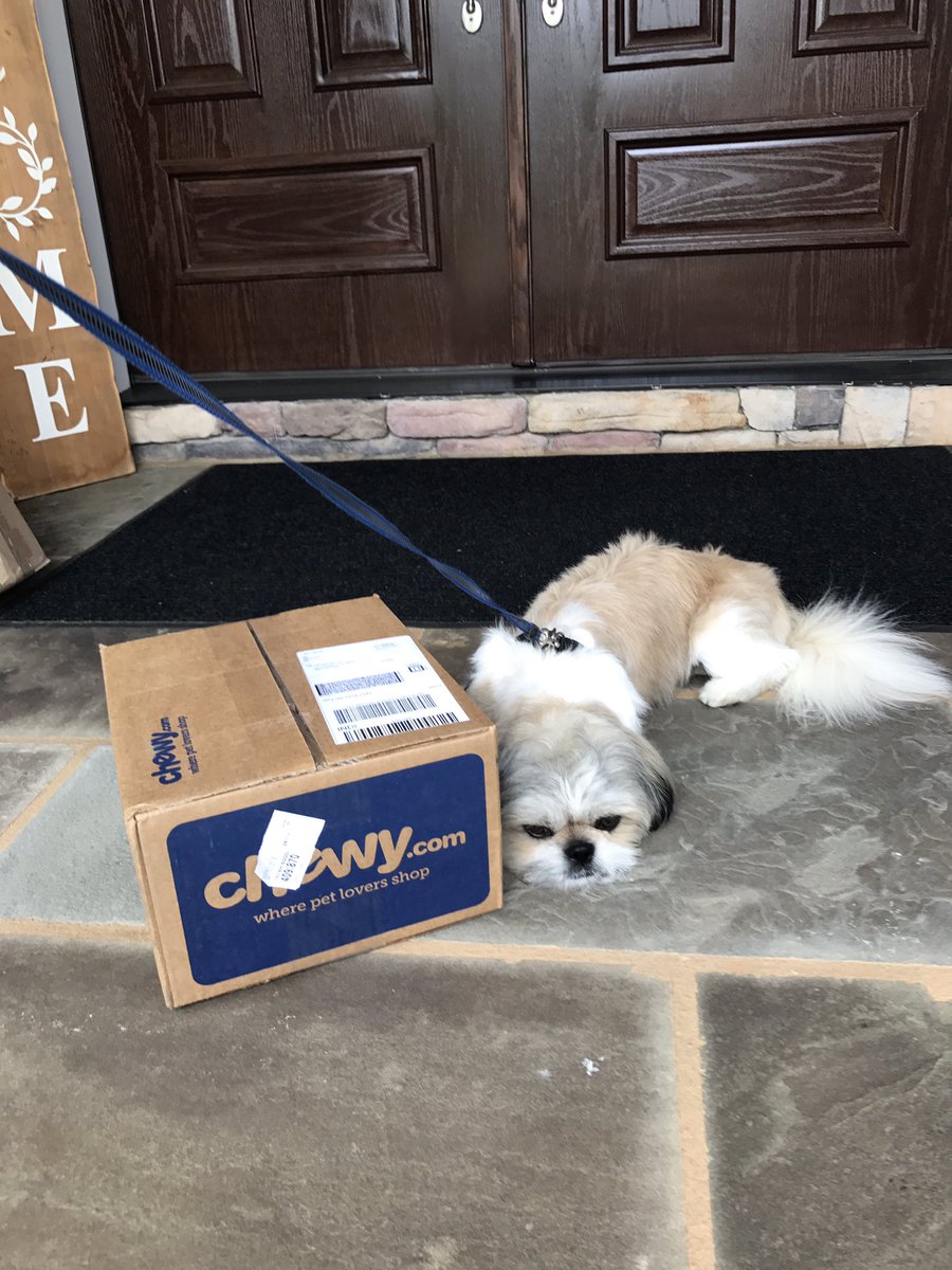Aharpernc's tweet photo. The afternoon walk was over as soon as we opened the door to the @Chewy delivery 📦 #puppytreats #shihtzu #letsopenit https://t.co/BVUaKHCI5d