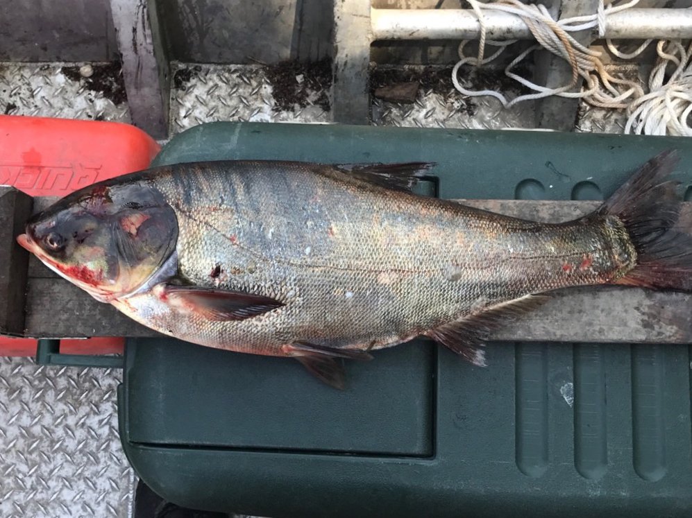 OutdoorNews's tweet photo. Breaking news: Silver carp found 9 miles from Lake Michigan. @IllinoisDNR #ACRCC #silvercarp #invasvies #GreatLakes https://t.co/LfNcnkduiI https://t.co/hwQbofTbnX