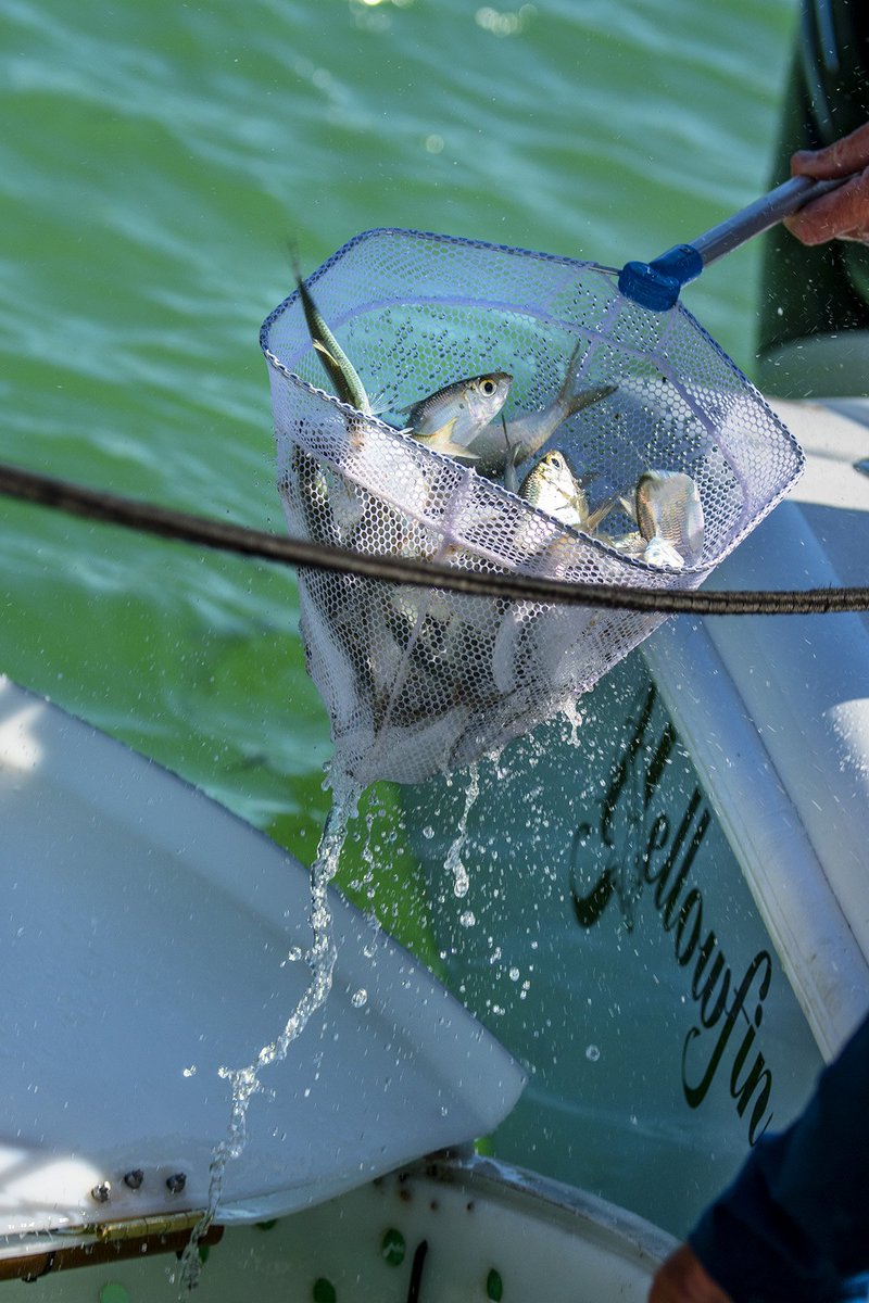 IntotheBlueTv's tweet photo. Making bait
...
#watchonwaypoint #fishing #frabill #yellowfin #fishingbait #makingbait #bait #fishingtackle #saltwaterfishing https://t.co/fiHKoXFhVm