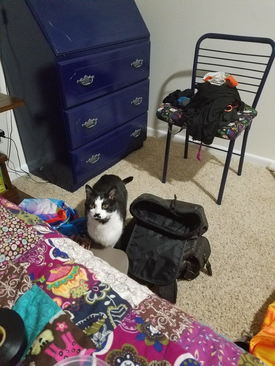 AndroKat7's tweet photo. We hung out at #Pride2017 last weekend. The air bnb we stayed in had a cute kitty with a mustache. #cats #caturday #shotoftheday #lesbians https://t.co/p3GSKDKJz3