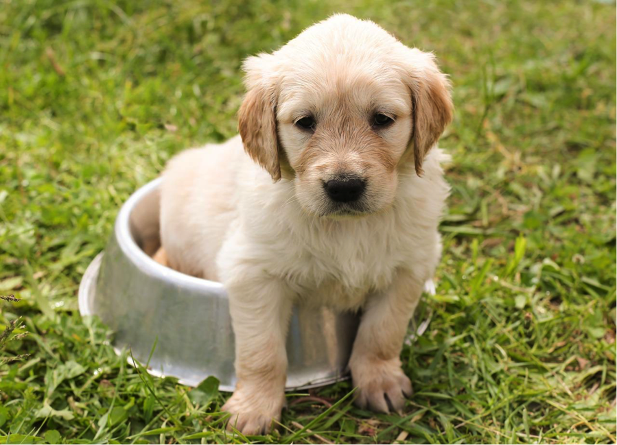 MyAquaWater's tweet photo. #NationalHydrationDay applies to animals, too! Don't forget to keep your furry friends happy and hydrated: 🐶🐱 https://t.co/8H8lh4hKSd https://t.co/SsDRfmrMn8
