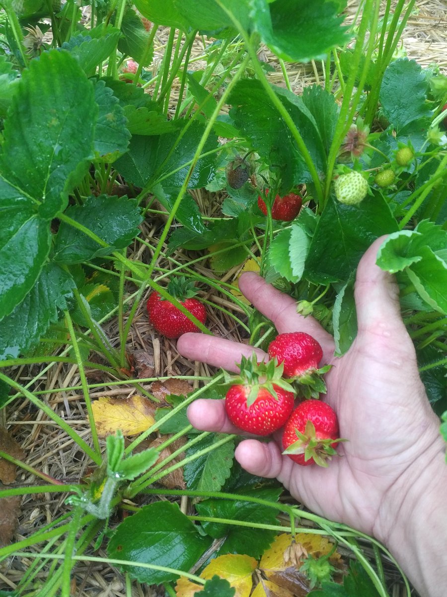Bringing the first strawberries of the season to the North Bay Farmer's Market tomorrow