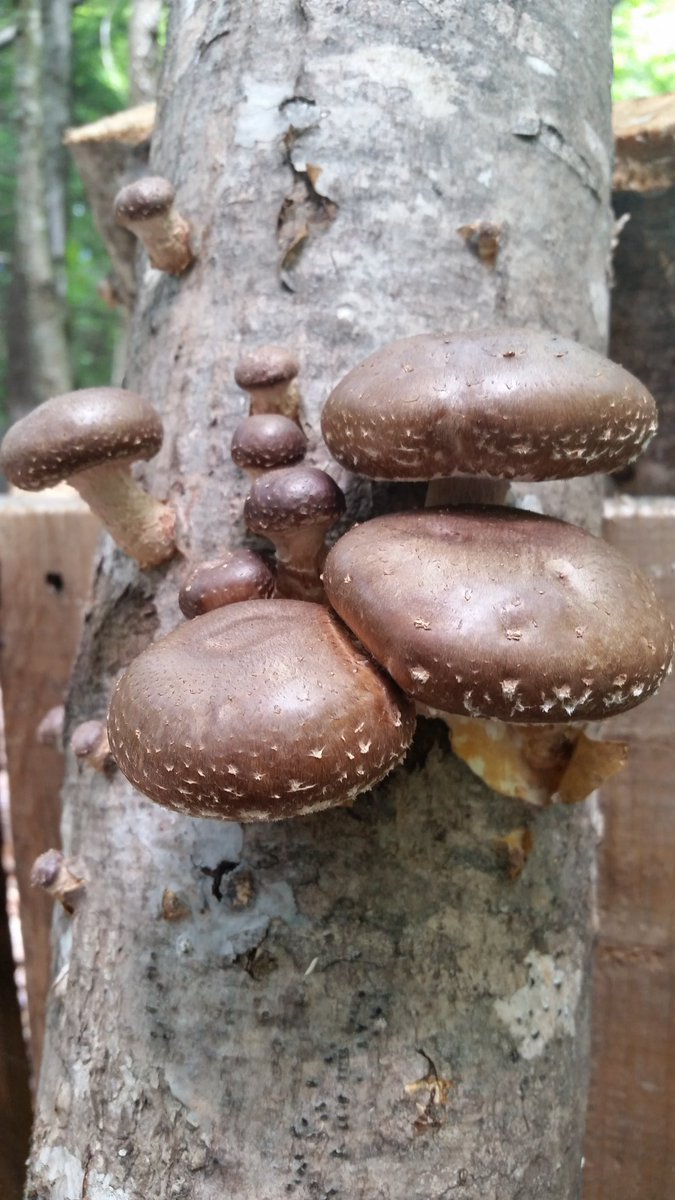 nummm nummm nummm nature delicious treats! #mushrooms #Shiitake #expertfoods #nature #finedining #nbproud #foodporn #fungus